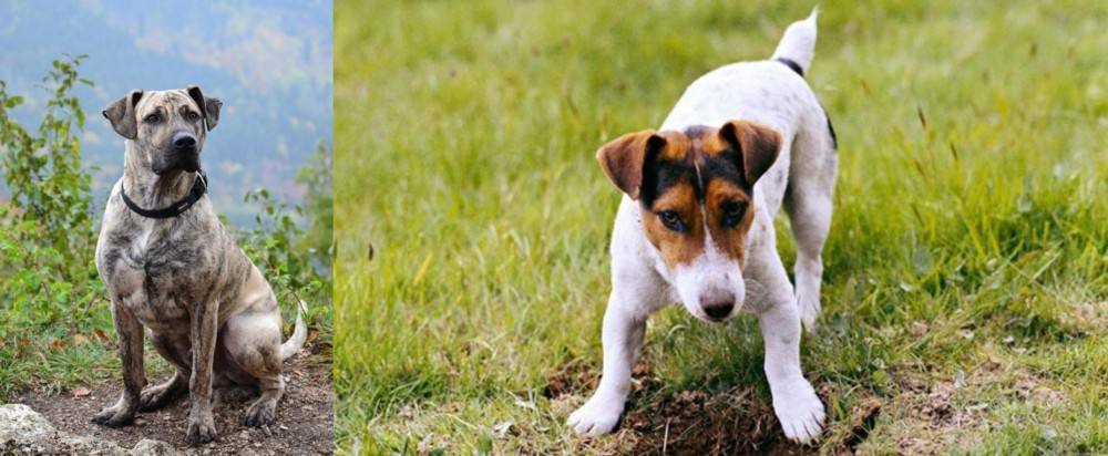 Russell Terrier vs Perro Cimarron - Breed Comparison