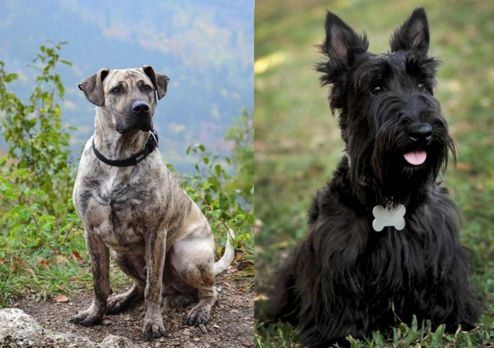 Scoland Terrier vs Perro Cimarron - Breed Comparison