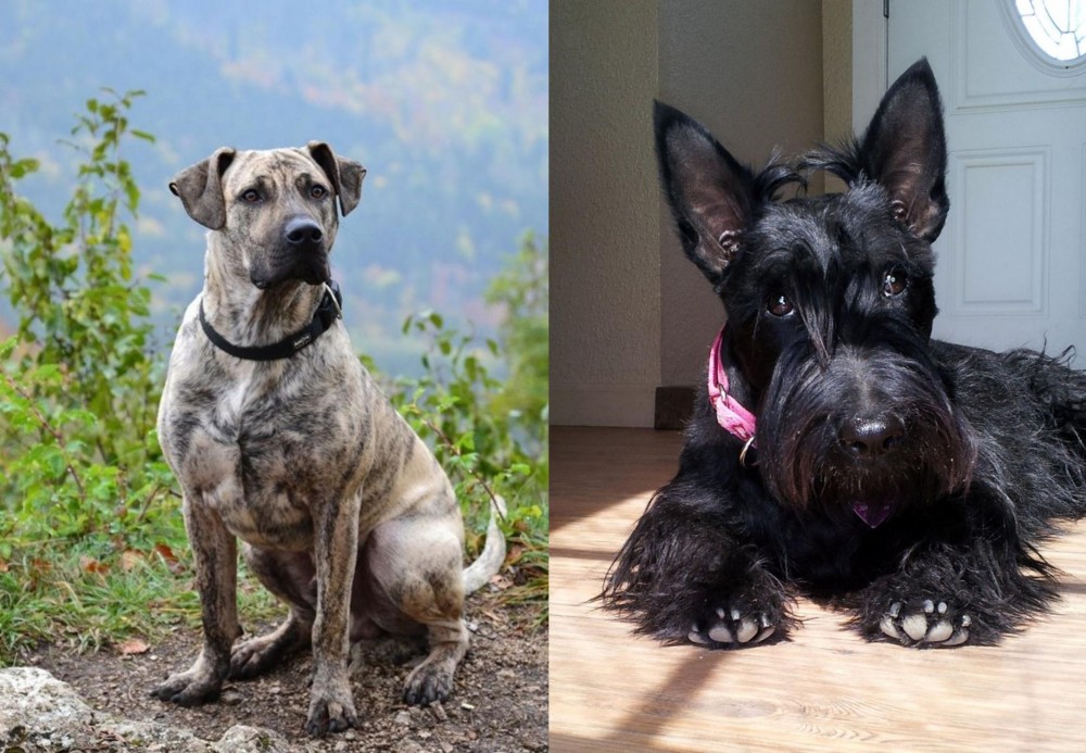 Scottish Terrier vs Perro Cimarron - Breed Comparison