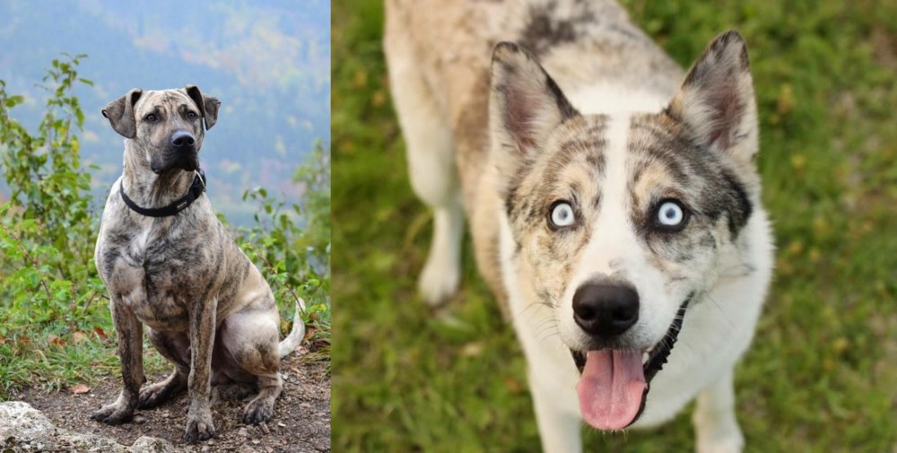 Shepherd Husky vs Perro Cimarron - Breed Comparison