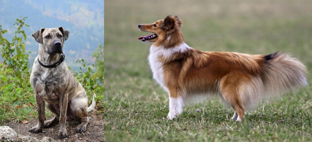 Shetland Sheepdog vs Perro Cimarron - Breed Comparison
