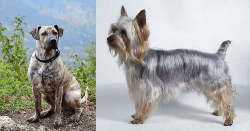 Silky Terrier vs Perro Cimarron - Breed Comparison