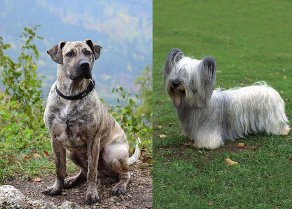 Skye Terrier vs Perro Cimarron - Breed Comparison