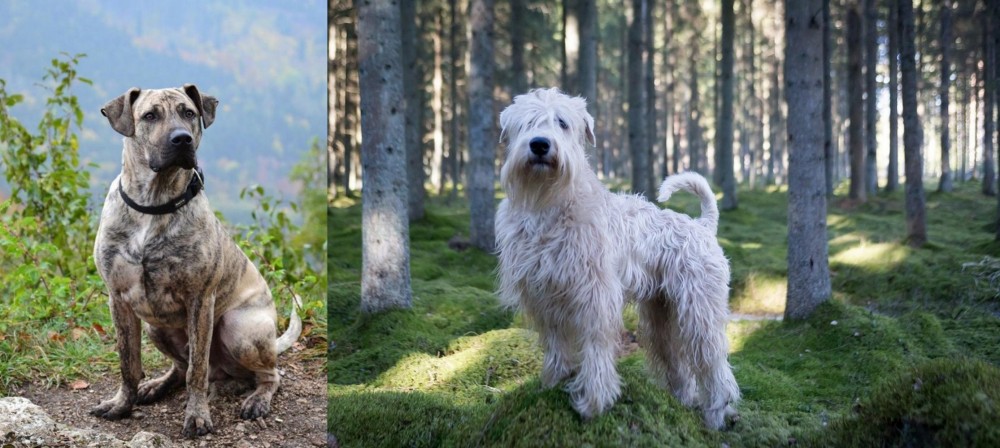 Soft-Coated Wheaten Terrier vs Perro Cimarron - Breed Comparison