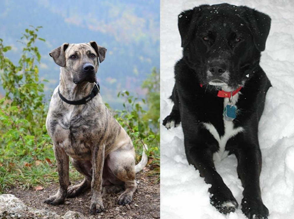St. John's Water Dog vs Perro Cimarron - Breed Comparison