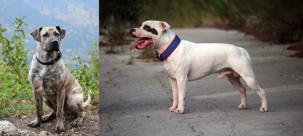 Staffordshire Bull Terrier vs Perro Cimarron - Breed Comparison