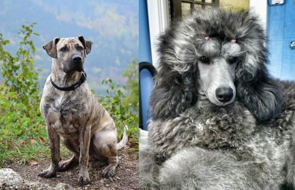 Standard Poodle vs Perro Cimarron - Breed Comparison