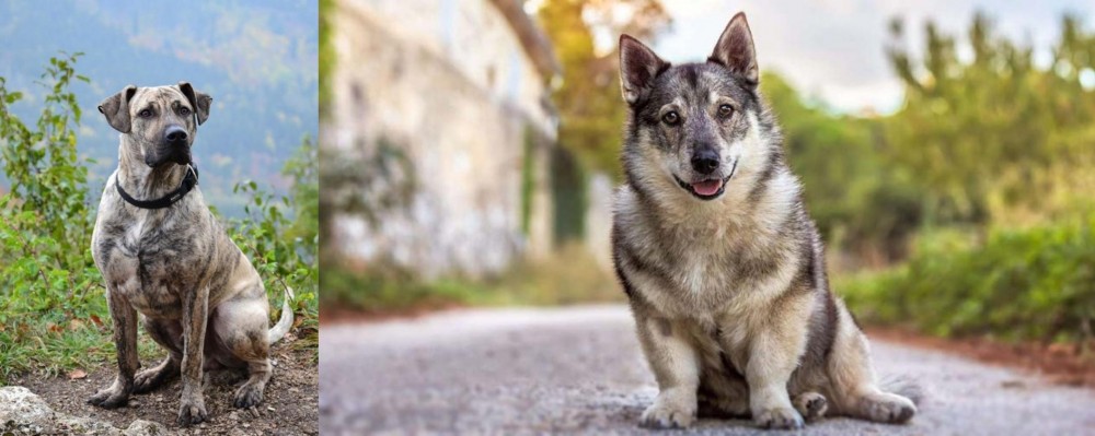Swedish Vallhund vs Perro Cimarron - Breed Comparison