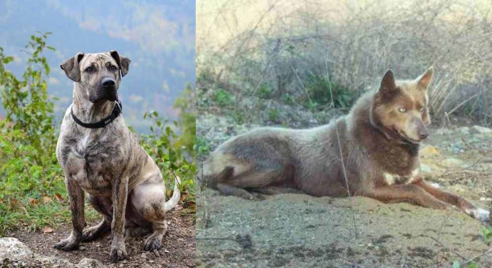 Tahltan Bear Dog vs Perro Cimarron - Breed Comparison