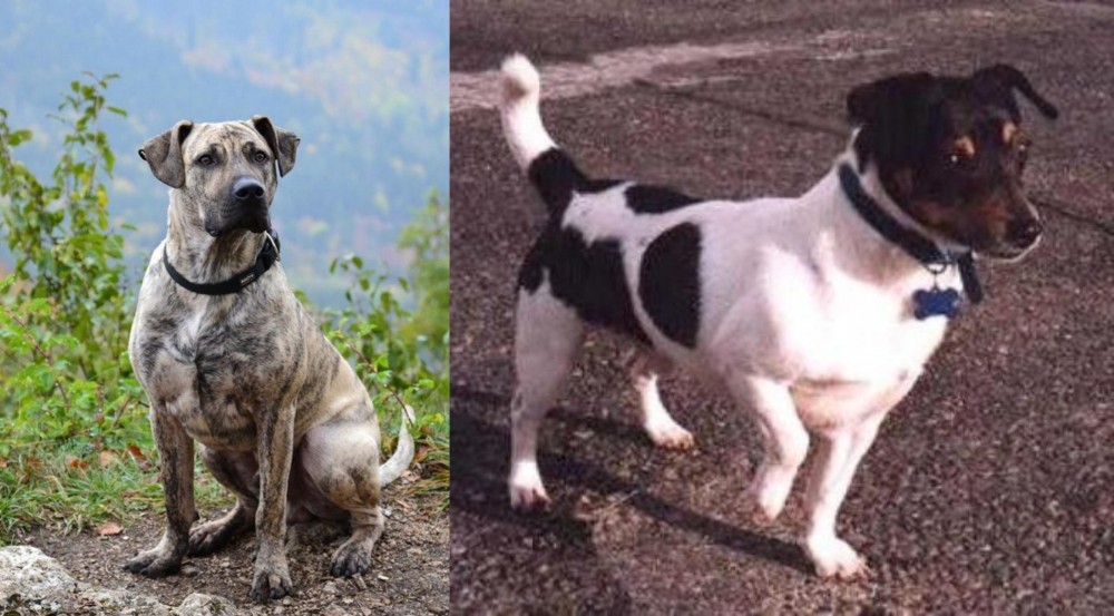Teddy Roosevelt Terrier vs Perro Cimarron - Breed Comparison