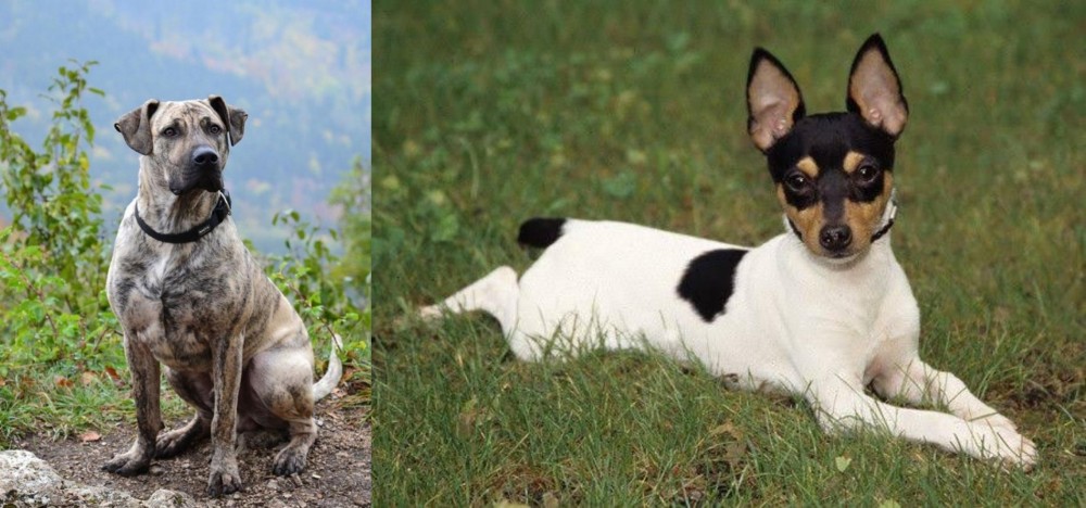Toy Fox Terrier vs Perro Cimarron - Breed Comparison