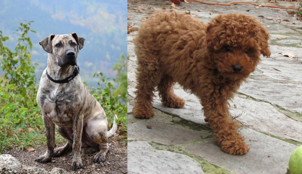 Toy Poodle vs Perro Cimarron - Breed Comparison
