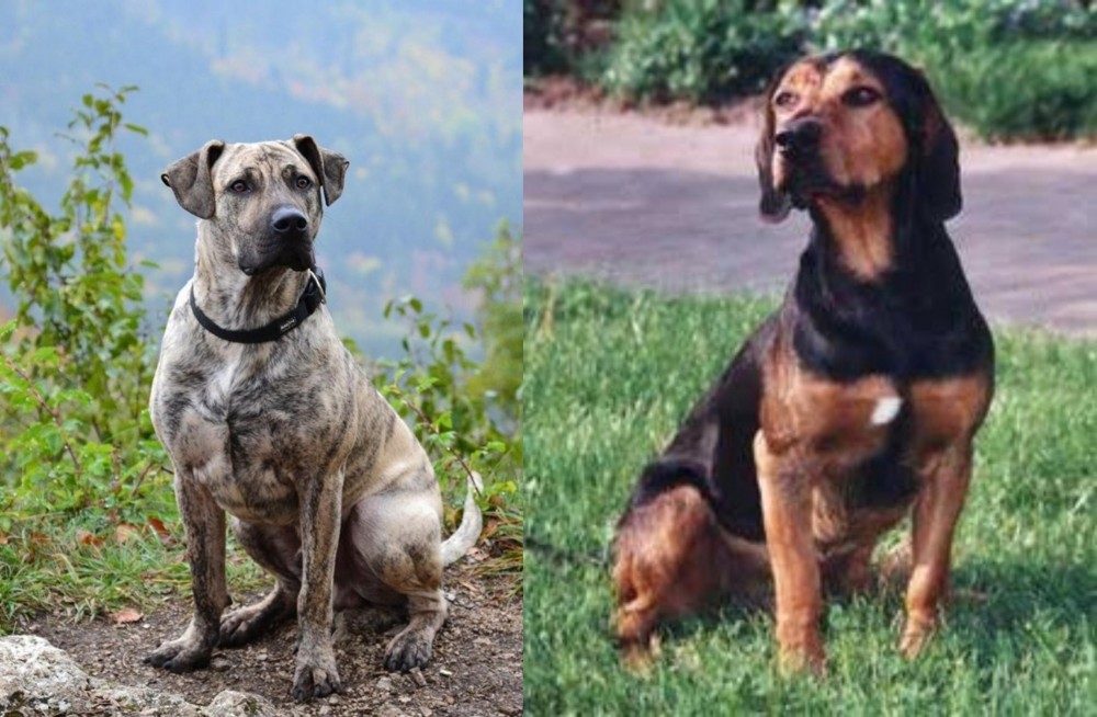 Tyrolean Hound vs Perro Cimarron - Breed Comparison