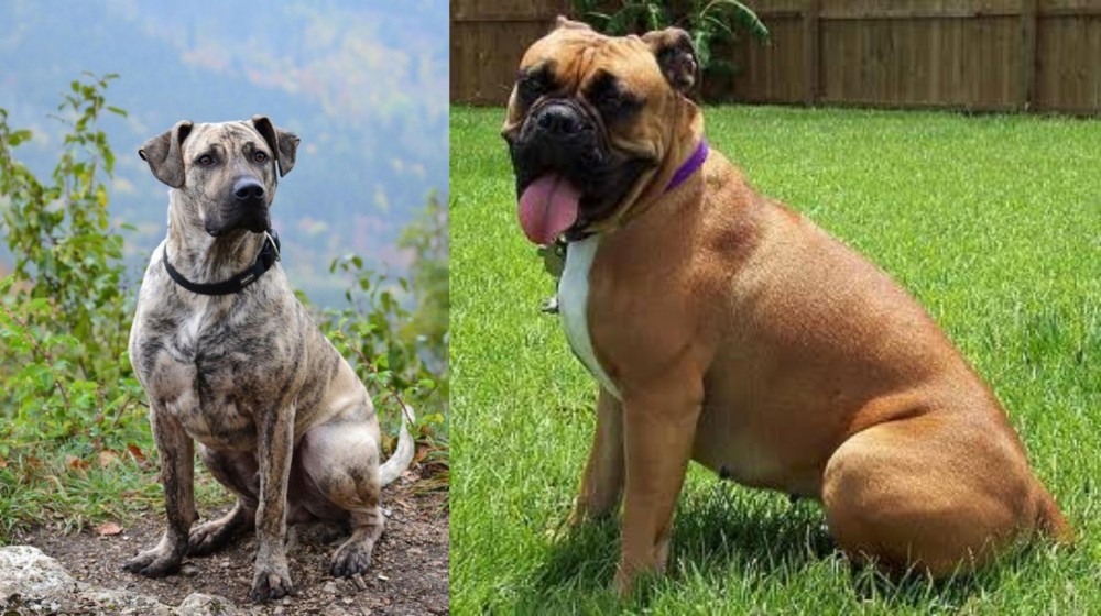 Valley Bulldog vs Perro Cimarron - Breed Comparison