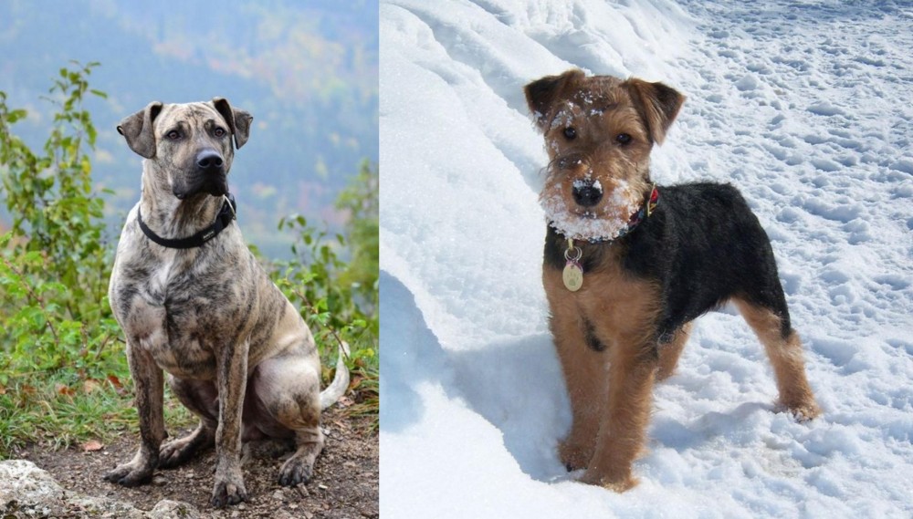 Welsh Terrier vs Perro Cimarron - Breed Comparison