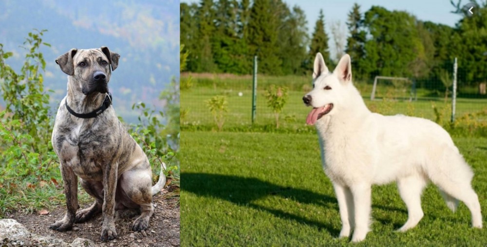 White Shepherd vs Perro Cimarron - Breed Comparison