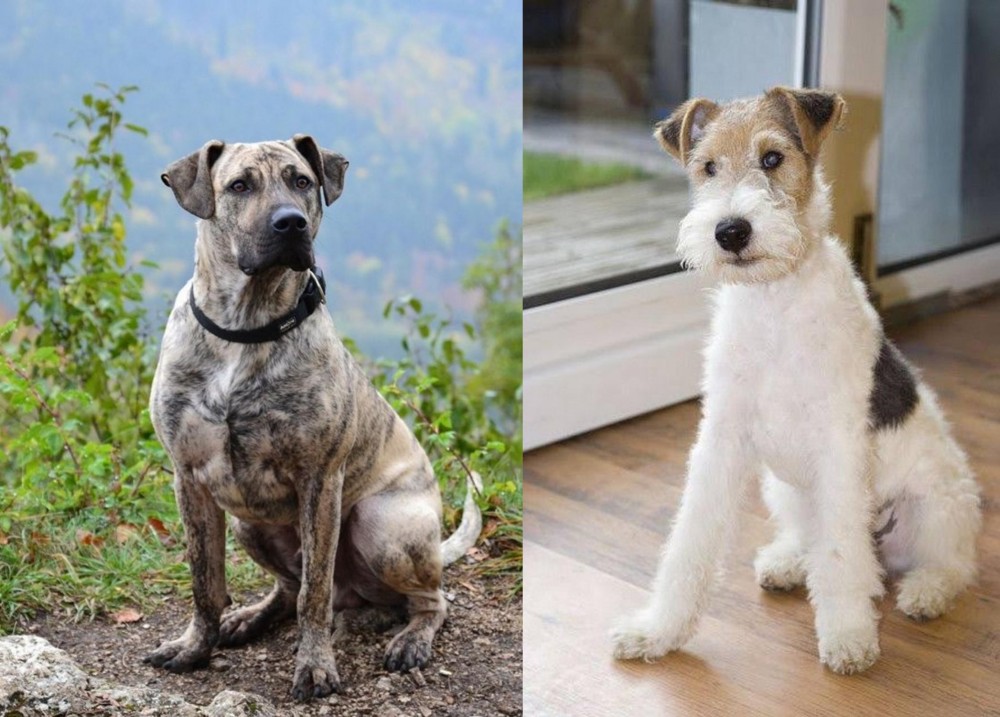 Wire Fox Terrier vs Perro Cimarron - Breed Comparison