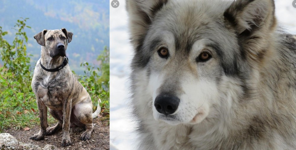 Wolfdog vs Perro Cimarron - Breed Comparison