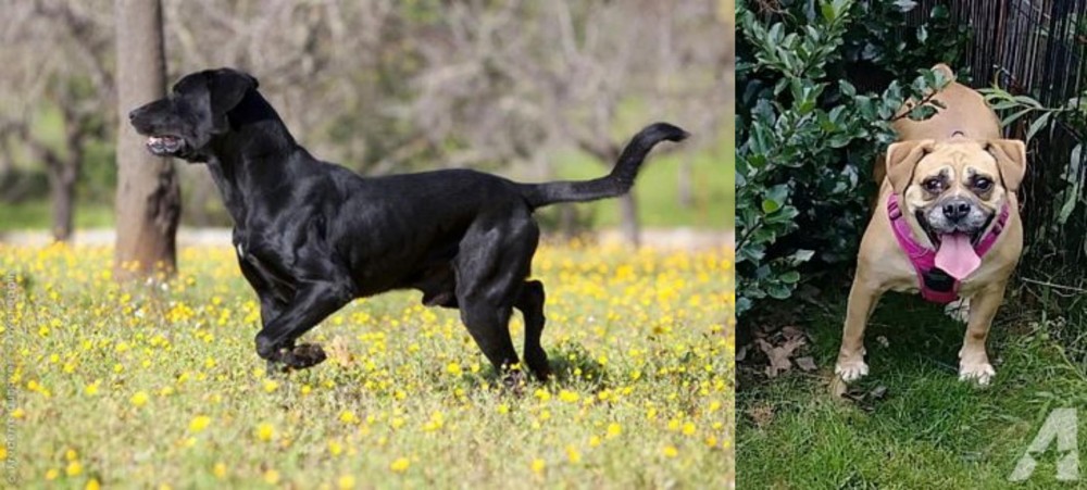 Beabull vs Perro de Pastor Mallorquin - Breed Comparison