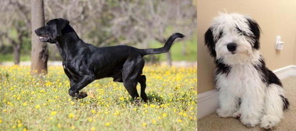 Mini Sheepadoodles vs Perro de Pastor Mallorquin - Breed Comparison