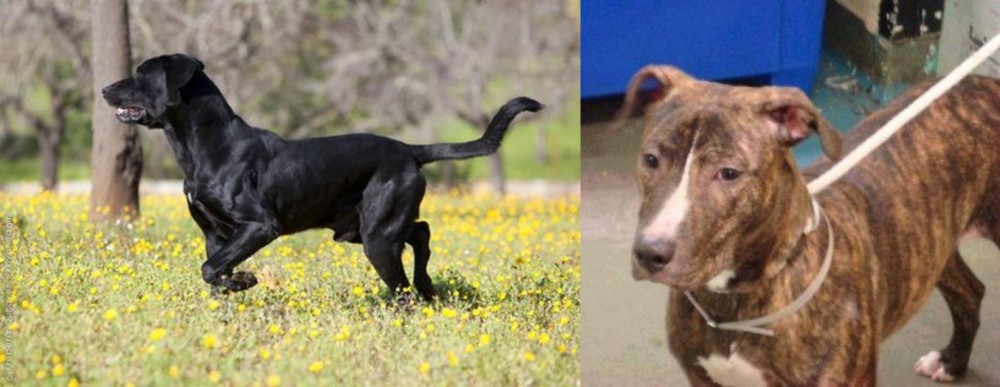 Mountain View Cur vs Perro de Pastor Mallorquin - Breed Comparison