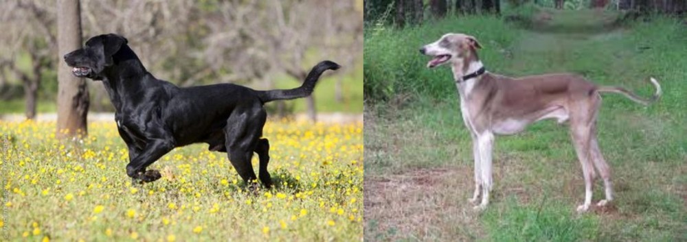 Mudhol Hound vs Perro de Pastor Mallorquin - Breed Comparison