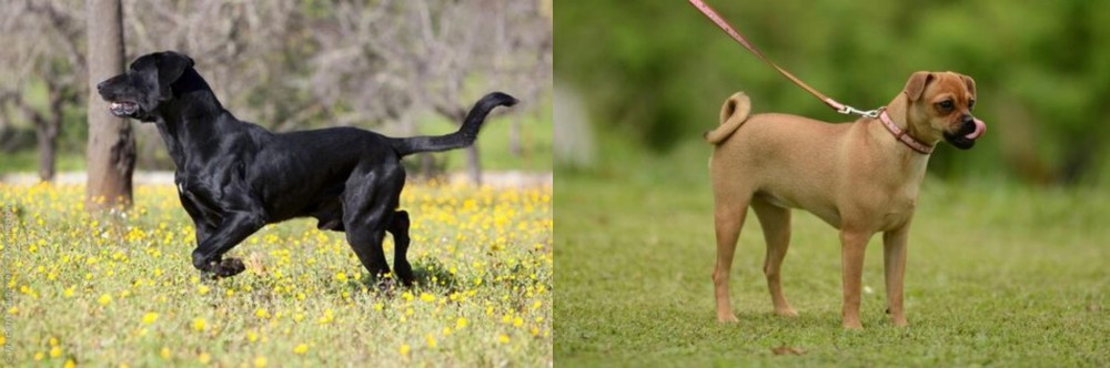 Muggin vs Perro de Pastor Mallorquin - Breed Comparison