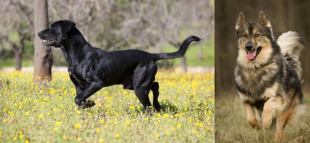 Native American Indian Dog vs Perro de Pastor Mallorquin - Breed Comparison