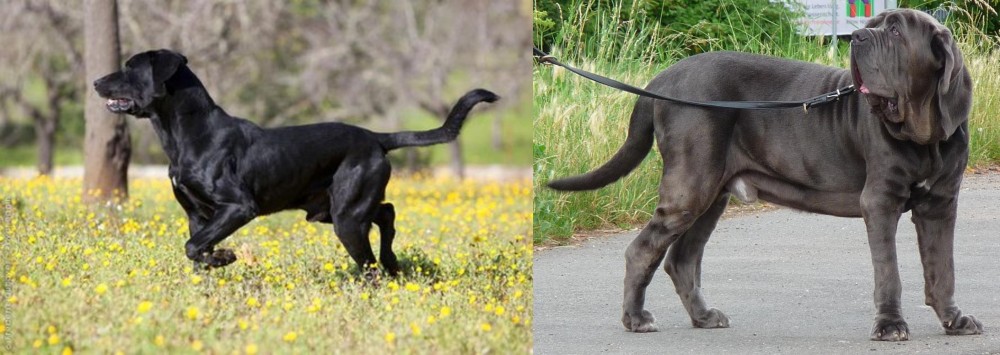 Neapolitan Mastiff vs Perro de Pastor Mallorquin - Breed Comparison