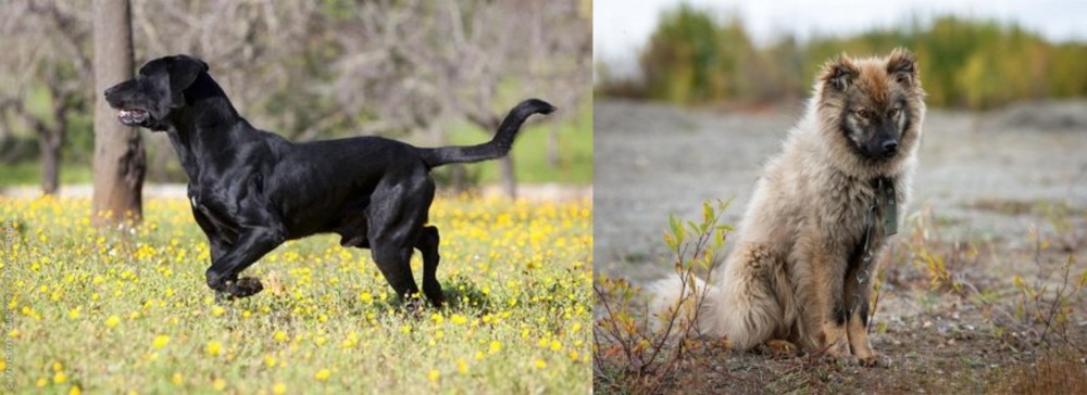 Nenets Herding Laika vs Perro de Pastor Mallorquin - Breed Comparison