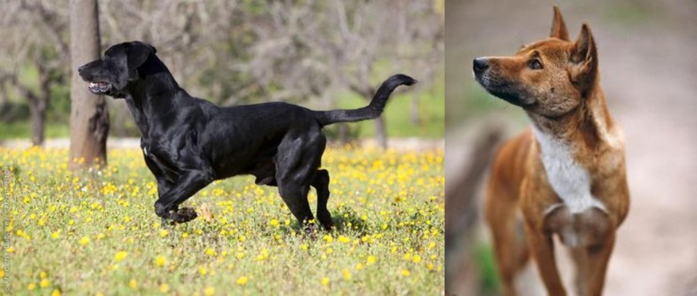 New Guinea Singing Dog vs Perro de Pastor Mallorquin - Breed Comparison