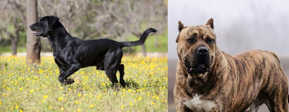 Perro de Presa Canario vs Perro de Pastor Mallorquin - Breed Comparison