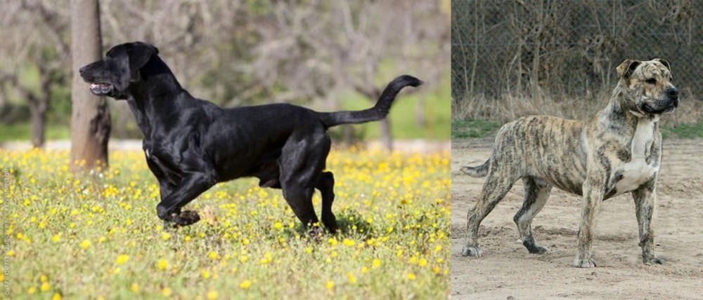 Perro de Presa Mallorquin vs Perro de Pastor Mallorquin - Breed Comparison