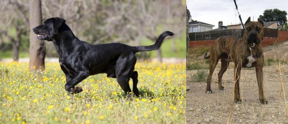 Perro de Toro vs Perro de Pastor Mallorquin - Breed Comparison