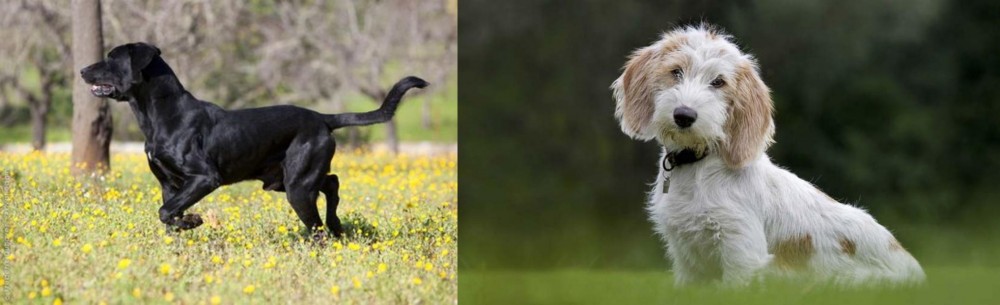 Petit Basset Griffon Vendeen vs Perro de Pastor Mallorquin - Breed Comparison