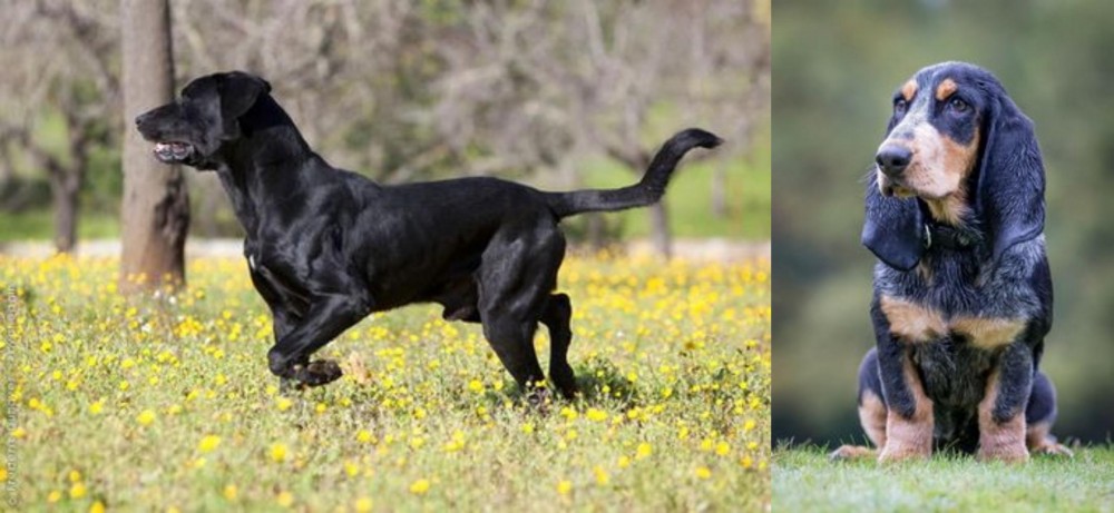 Petit Bleu de Gascogne vs Perro de Pastor Mallorquin - Breed Comparison