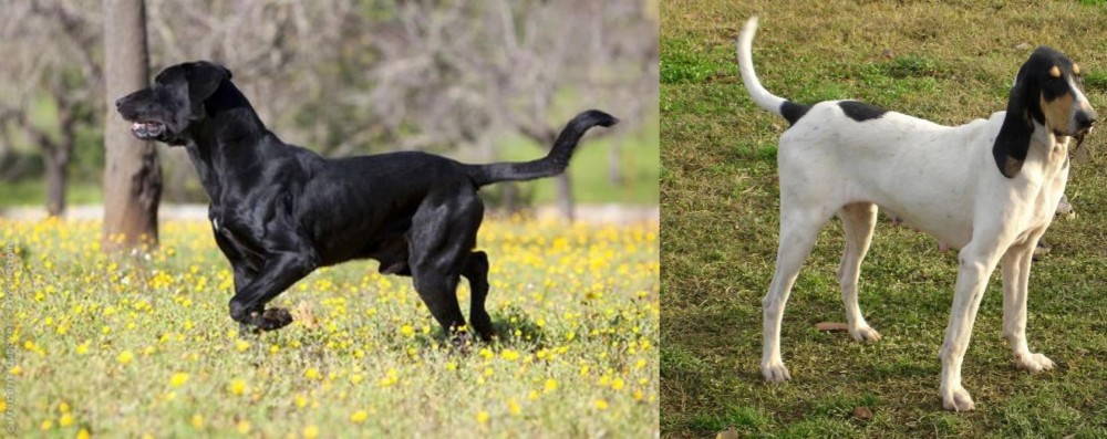 Petit Gascon Saintongeois vs Perro de Pastor Mallorquin - Breed Comparison