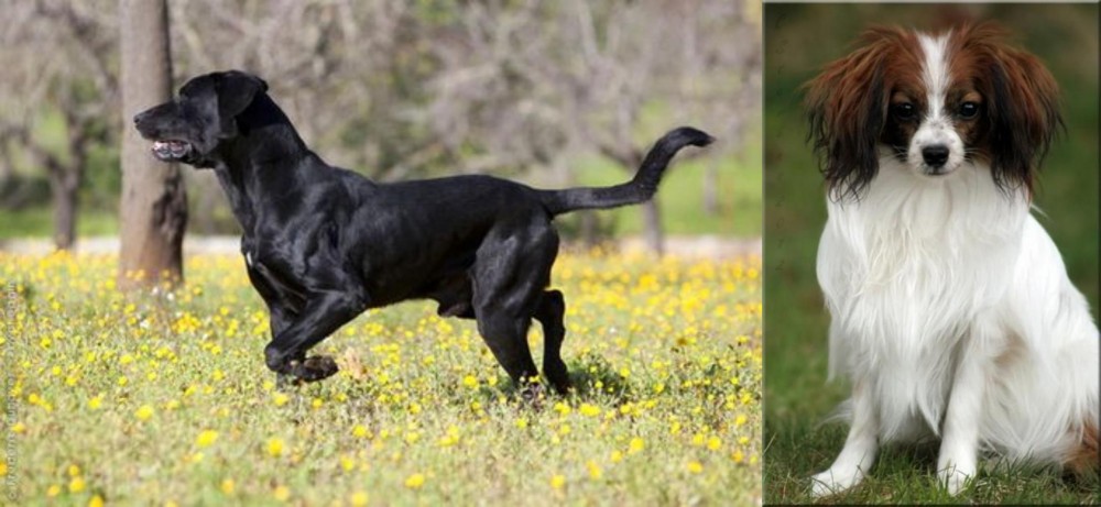 Phalene vs Perro de Pastor Mallorquin - Breed Comparison