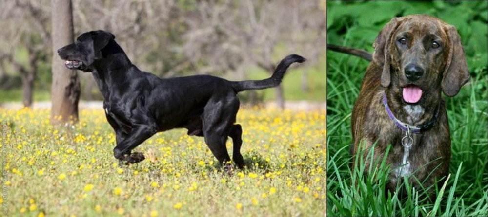 Plott Hound vs Perro de Pastor Mallorquin - Breed Comparison