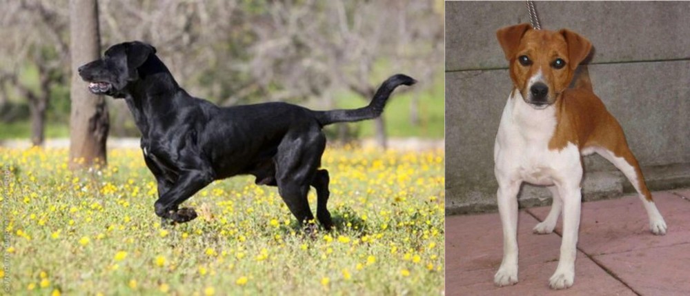 Plummer Terrier vs Perro de Pastor Mallorquin - Breed Comparison