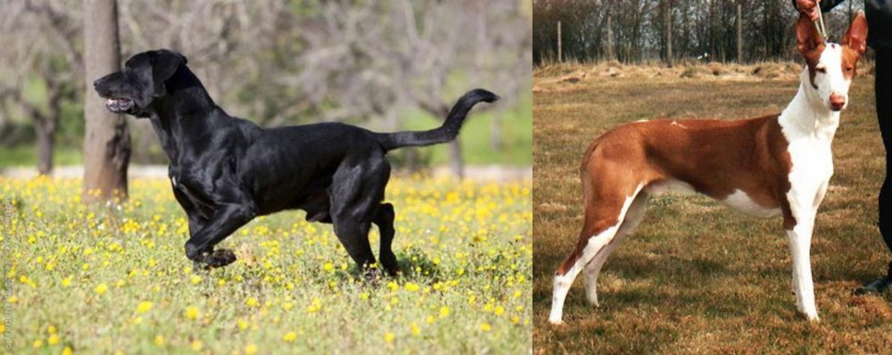 Podenco Canario vs Perro de Pastor Mallorquin - Breed Comparison