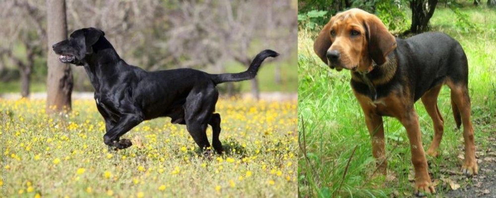 Polish Hound vs Perro de Pastor Mallorquin - Breed Comparison