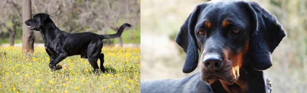 Polish Hunting Dog vs Perro de Pastor Mallorquin - Breed Comparison