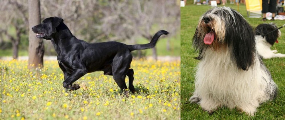 Polish Lowland Sheepdog vs Perro de Pastor Mallorquin - Breed Comparison