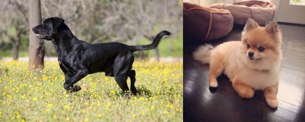 Pomeranian vs Perro de Pastor Mallorquin - Breed Comparison