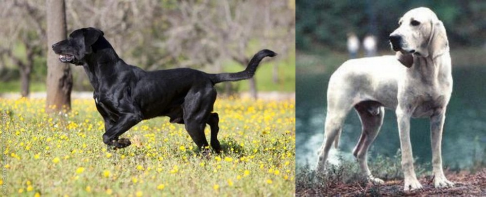 Porcelaine vs Perro de Pastor Mallorquin - Breed Comparison