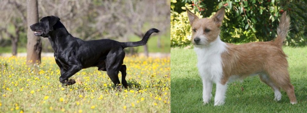 Portuguese Podengo vs Perro de Pastor Mallorquin - Breed Comparison