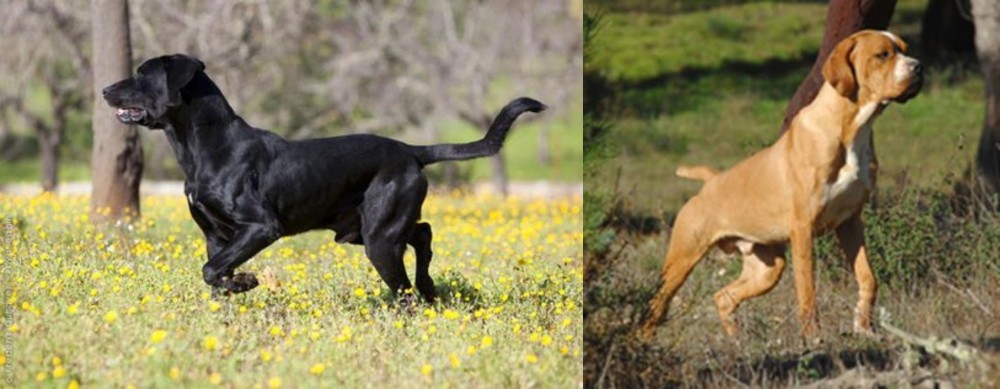 Portuguese Pointer vs Perro de Pastor Mallorquin - Breed Comparison