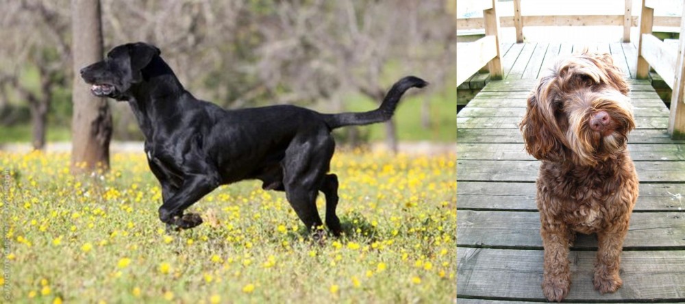 Portuguese Water Dog vs Perro de Pastor Mallorquin - Breed Comparison
