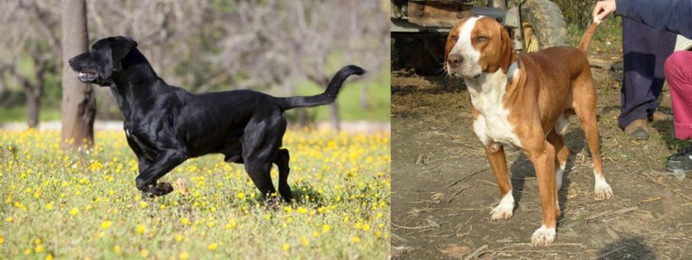 Posavac Hound vs Perro de Pastor Mallorquin - Breed Comparison